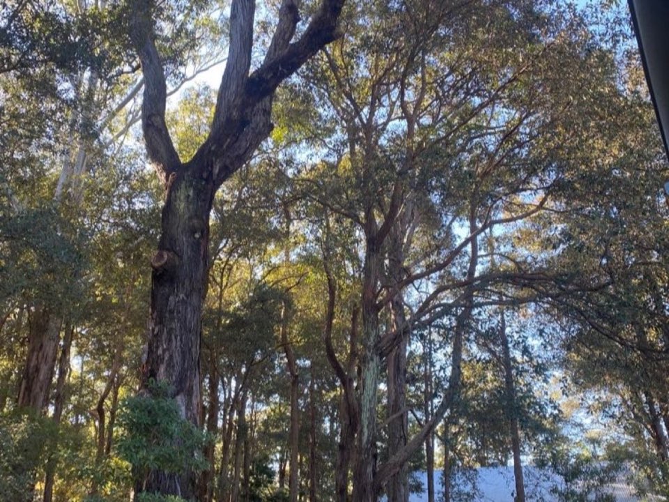 Mature trees in a Wiltshire parkland setting due for routine re-inspection