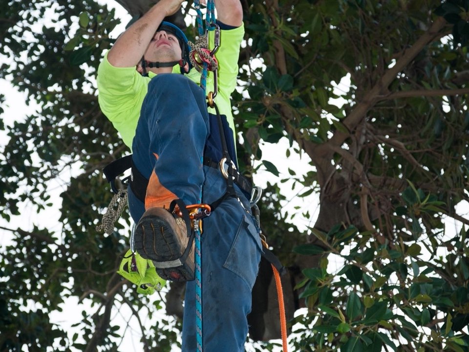 Qualified arborist working in a mature tree during an Enviro Trees UK survey in Wiltshire